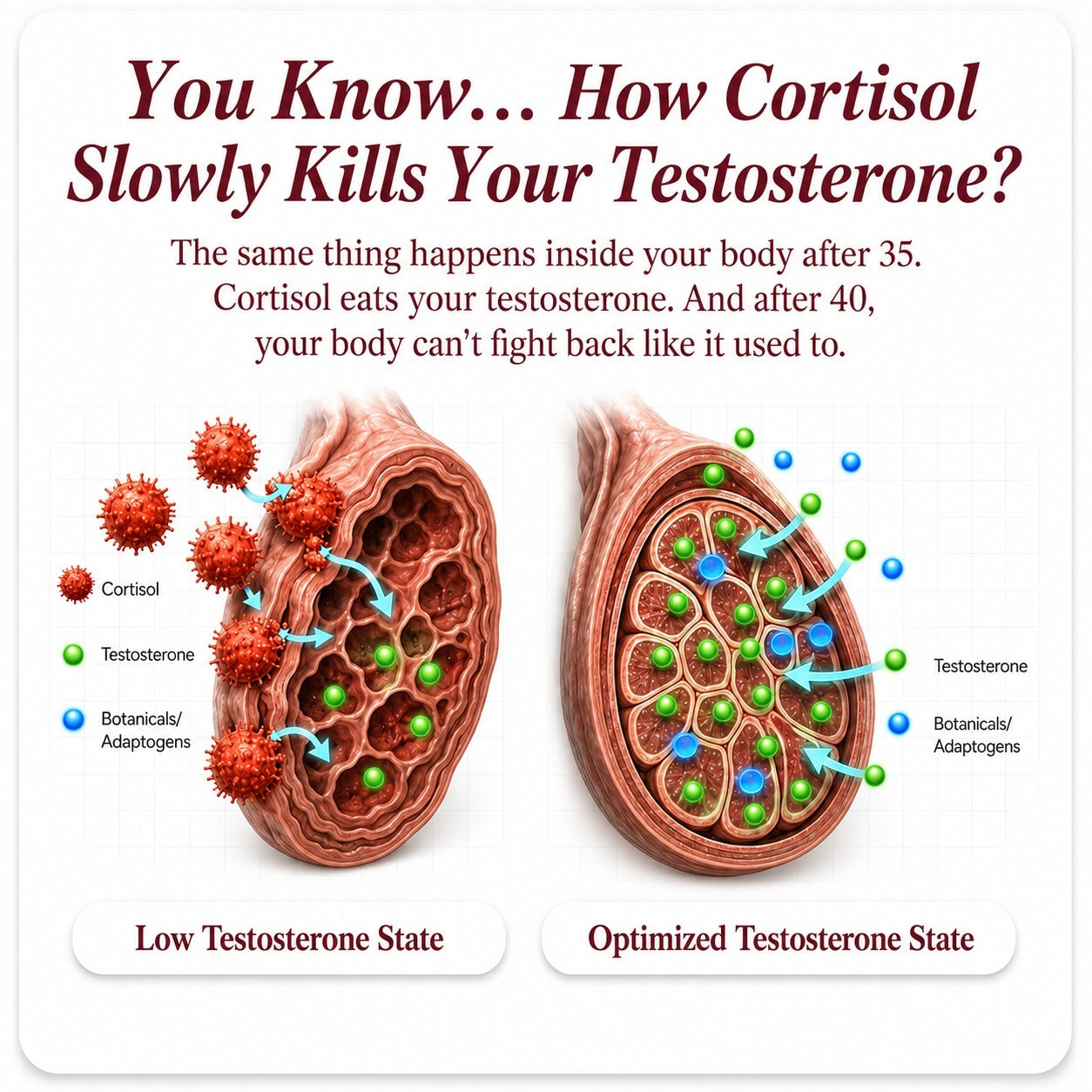 Testosterone+ Advanced — Men's Hormone & Vitality Support
