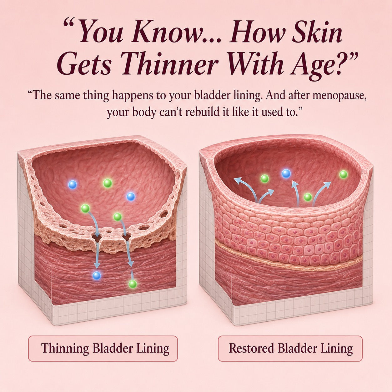 Bladder Control Advanced — Hormonal & Pelvic Floor Support