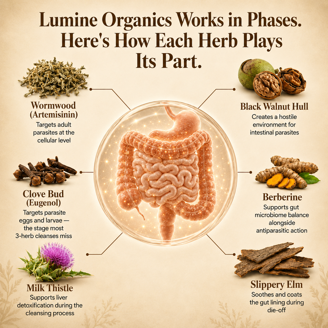 Parasite Cleanse Complex — Cleanse & Gut Recovery Softgels
