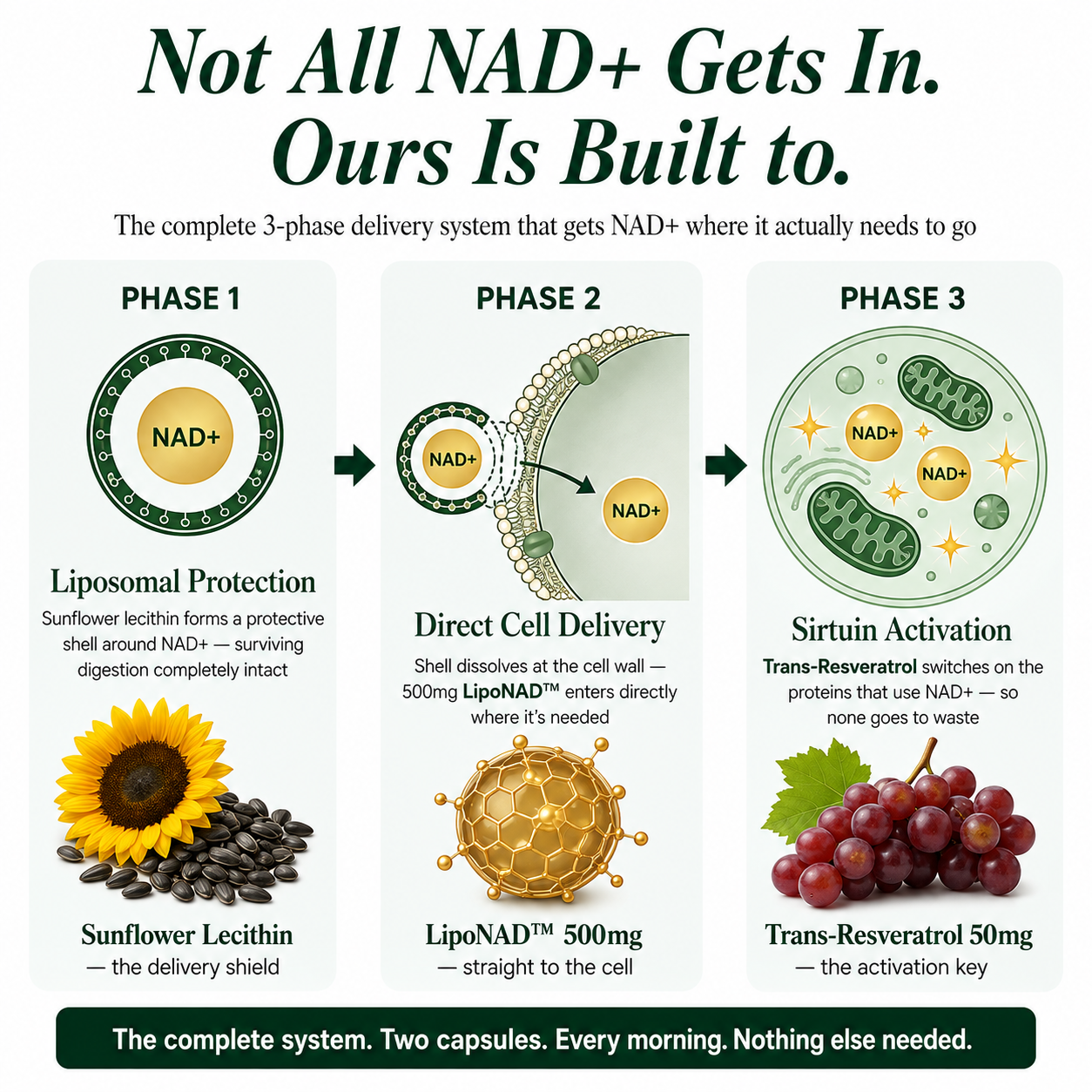 NAD+ Advanced - Anti Aging & Energy Support